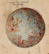 Décor circulaire de coraux, coquillages et poissons (anonyme) - Muzeo.com