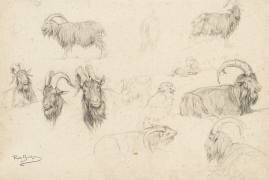 Dix études de chèvres, un mouton, un perroquet (Rosa Bonheur) - Muzeo.com