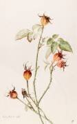 Eglantier - Rosa (Emile Gallé) - Muzeo.com
