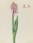 Etude d'orchis militaire (Orchis militaris) (Emile Gallé) - Muzeo.com
