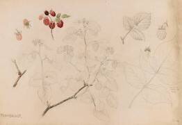 Framboisier (Emile Gallé) - Muzeo.com
