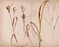 Iris après la fleur (Emile Gallé) - Muzeo.com