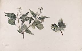 Lierre - Hedera helix (Emile Gallé) - Muzeo.com