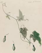 Tige de cucurbitacée portant feuilles et fruits (Emile Gallé) - Muzeo.com