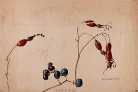 Vigne vierge - Ampelopsis - Eglantier - Rosa (Emile Gallé) - Muzeo.com