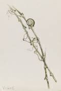 Vignes et escargot (Emile Gallé) - Muzeo.com