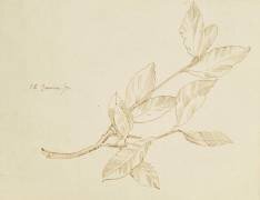 Etudes de branche de laurier (Claudius Popelin-Ducarre) - Muzeo.com