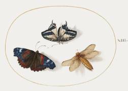 Papillon à queue jaune et amiral rouge avec une libellule (Joris Hoefnagel) - Muzeo.com