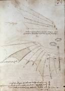 Aile (Léonard de Vinci) - Muzeo.com