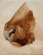 Bouche d'une vache vue de côté (Albrecht Dürer) - Muzeo.com