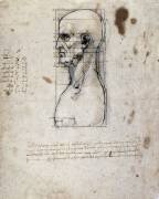 Buste d'un homme de profil avec mesures et notes (Léonard de Vinci) - Muzeo.com