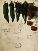 Cerises et petits pois (Léonard de Vinci) - Muzeo.com