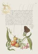 Cerisier de Jérusalem et salicorne, Mira Calligraphiae Monumenta (Joris Hoefnagel) - Muzeo.com