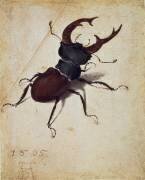 Lucane cerf-volant (Albrecht Dürer) - Muzeo.com