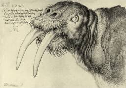 Morse (Albrecht Dürer) - Muzeo.com