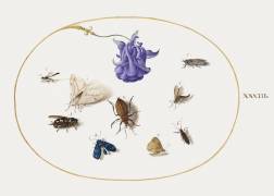 Papillon de nuit et papillon avec d'autres insectes et une fleur d'ancolie (Joris Hoefnagel) - Muzeo.com
