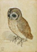 Petite chouette (Albrecht Dürer) - Muzeo.com