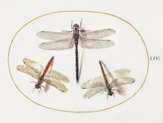 Three dragonflies (Joris Hoefnagel) - Muzeo.com