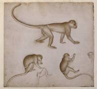 Trois singes dans différentes attitudes, esquisse et tête d'un autre singe (Pisanello) - Muzeo.com
