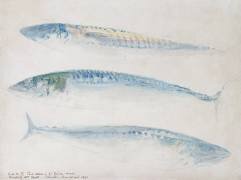 A Sketch of three Mackerel (Joseph Mallord William Turner) - Muzeo.com