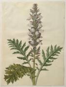 Acanthus mollis from the album Gottorfer Codex (Hans Simon Holtzbecker) - Muzeo.com
