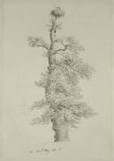 Ancient Oak Tree with a Stork's Nest (Caspar David Friedrich) - Muzeo.com