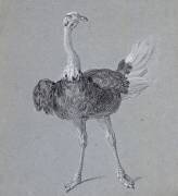 Autruche marchant, de face (Jean-Baptiste Oudry) - Muzeo.com