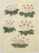 Cyclamen purprascens from the album Gottorfer Codex (Hans Simon Holtzbecker) - Muzeo.com