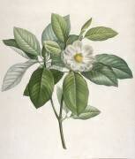 Description des plantes rares que l'on cultive à Navarre et à Malmaison (Pierre Joseph Redouté) - Muzeo.com