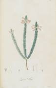 Description des plantes rares que l'on cultive à Navarre et à Malmaison (Pierre Joseph Redouté) - Muzeo.com
