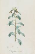 Description des plantes rares que l'on cultive à Navarre et à Malmaison (Pierre Joseph Redouté) - Muzeo.com
