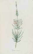Description des plantes rares que l'on cultive à Navarre et à Malmaison (Pierre Joseph Redouté) - Muzeo.com