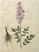 Dictamnus albus from the album Gottorfer Codex (Hans Simon Holtzbecker) - Muzeo.com