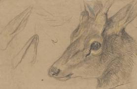 Etude d'une tête de chevreuil ou d'antilope, tournée vers la gauche (Pieter Boel) - Muzeo.com