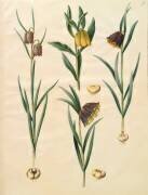 Fritilleria meleagris from the album Gottorfer Codex (Hans Simon Holtzbecker) - Muzeo.com