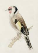 Goldfinch (Joseph Mallord William Turner) - Muzeo.com