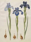 Iris xiphiodes from the album Gottorfer Codex (Hans Simon Holtzbecker) - Muzeo.com