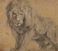Lion (Peter Paul Rubens) - Muzeo.com