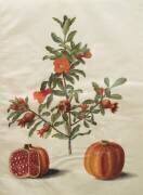 Punica granatum from the album Gottorfer Codex (Hans Simon Holtzbecker) - Muzeo.com