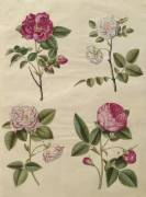 Rosa gallica from the album Gottorfer Codex (Hans Simon Holtzbecker) - Muzeo.com