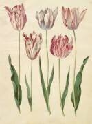 Tulipa gesneriana from the album Gottorfer Codex (Hans Simon Holtzbecker) - Muzeo.com