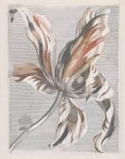Tulp (anonymous) - Muzeo.com
