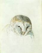 White Barn Owl (Joseph Mallord William Turner) - Muzeo.com
