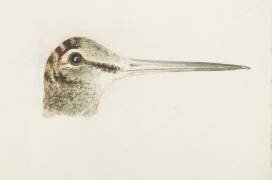 Woodcock (Joseph Mallord William Turner) - Muzeo.com