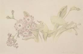 Auricula (Albert Williams) - Muzeo.com