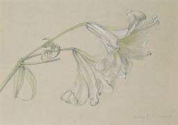 Lily (Albert Williams) - Muzeo.com