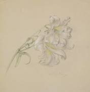 Lily (Albert Williams) - Muzeo.com
