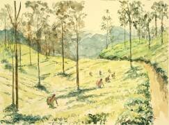 Tea pickers near Ella (Wilson Clive) - Muzeo.com