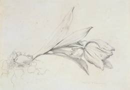 Tulip (Albert Williams) - Muzeo.com