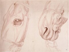 Deux études partielles d'une tête de cheval bridée (Edme Bouchardon) - Muzeo.com